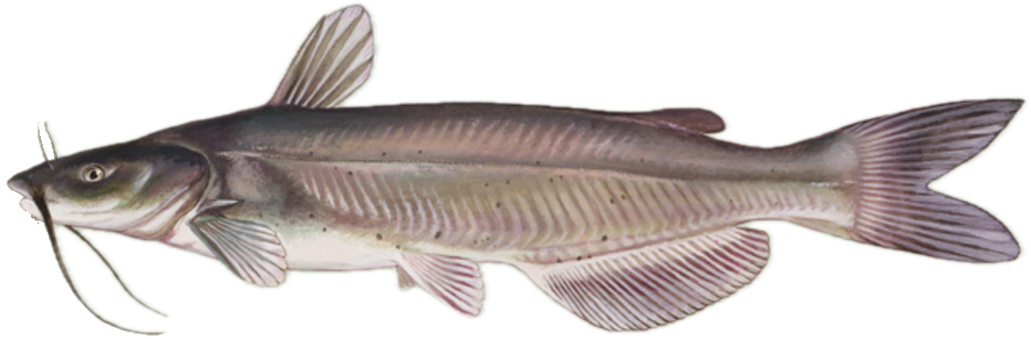 Catfish (Blue, Channel, Flathead) illustration
