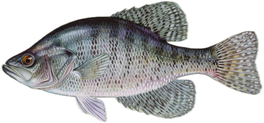 Crappie illustration