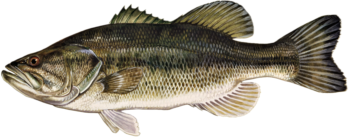Largemouth Bass illustration