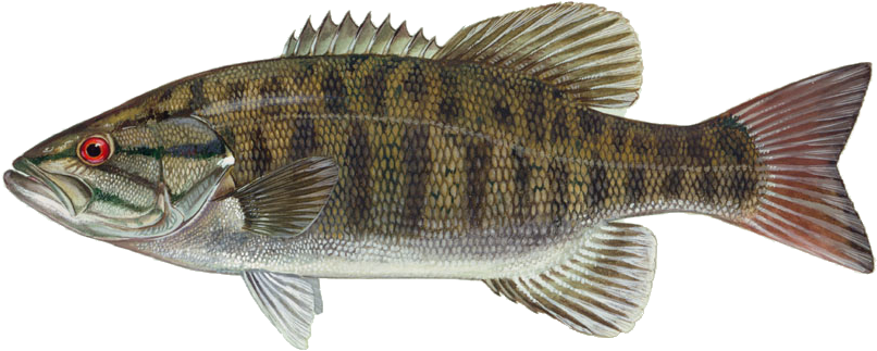 Smallmouth Bass illustration