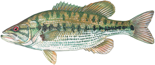 Spotted Bass illustration