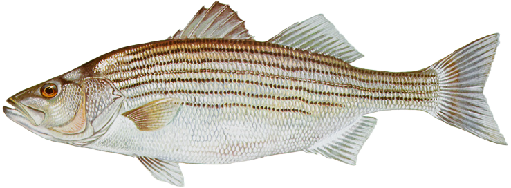 Striped Bass illustration