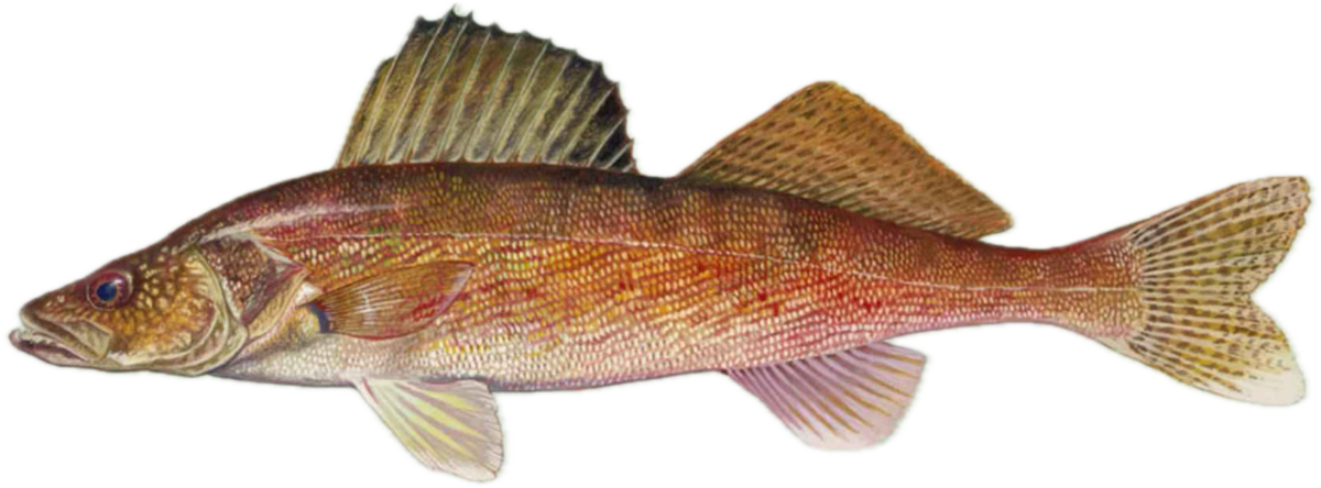 Walleye illustration