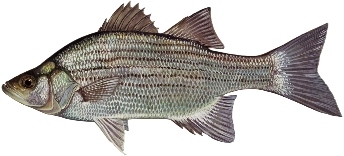 White Bass illustration